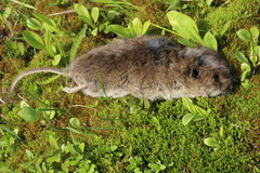 Microtus richardsoni