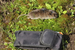 Microtus richardsoni