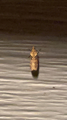 Chionodes mediofuscella