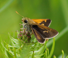 Polites themistocles