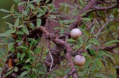 Amphibolips trizonata