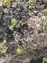 Nitidolimonius resplendens