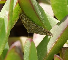 Euphyia implicata