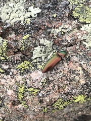 Nitidolimonius resplendens