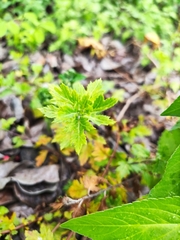 Praxelis clematidea