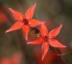 Ipomopsis aggregata aggregata