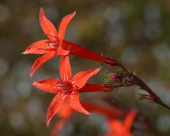 Ipomopsis aggregata aggregata