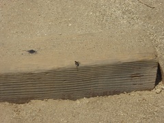 Hemipenthes bigradata