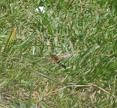 Sphecius