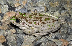 Ranoidea cyclorhynchus