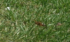 Sphecius