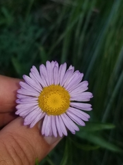 Erigeron aliceae