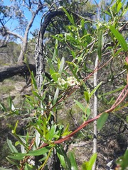 Billardiera cymosa