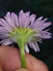 Erigeron aliceae