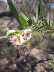 Billardiera cymosa