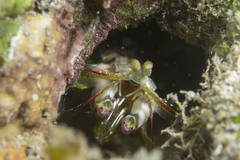Odontodactylus scyllarus