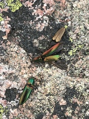 Nitidolimonius resplendens