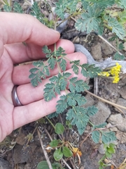 Lomatium martindalei
