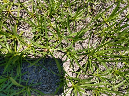 iNaturalist observation photo of Pacific chorus frog
