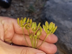 Lomatium martindalei