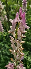 Corydalis caseana brandegeei