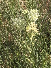 Asclepias subverticillata