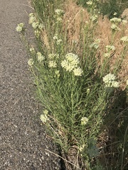 Asclepias subverticillata