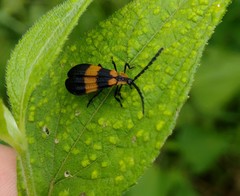 Calopteron reticulatum