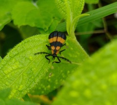 Calopteron reticulatum