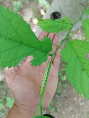 Eulepidotinae
