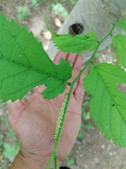 Eulepidotinae