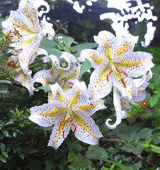 Lilium auratum