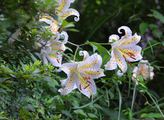 Lilium auratum
