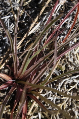 Nothocalais troximoides