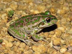 Ranoidea cyclorhynchus