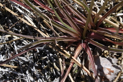 Nothocalais troximoides