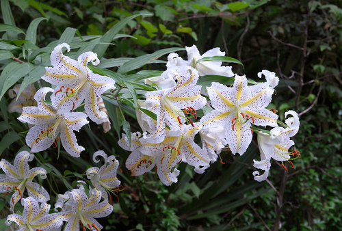 Lilium auratum iNat (1)
