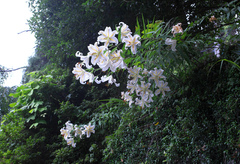 Lilium auratum