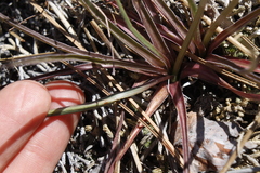 Nothocalais troximoides