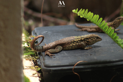 Leiocephalus carinatus