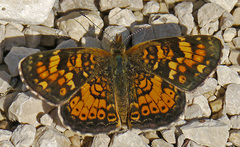 Phyciodes batesii