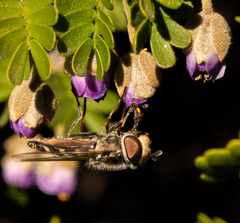 Austroscaeva melanostoma