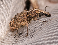 Meconemus infuscatus
