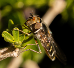 Austroscaeva melanostoma