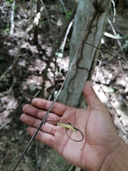Eulepidotinae