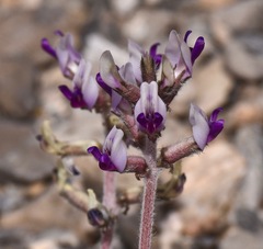 Astragalus tidestromii