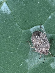 Hymenarcys nervosa