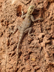 Agama agama