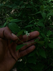 Capsicum annuum glabriusculum