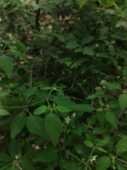 Capsicum annuum glabriusculum